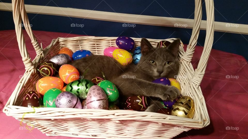 cat in easter basket