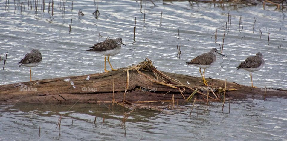 Greater Yellow Legs