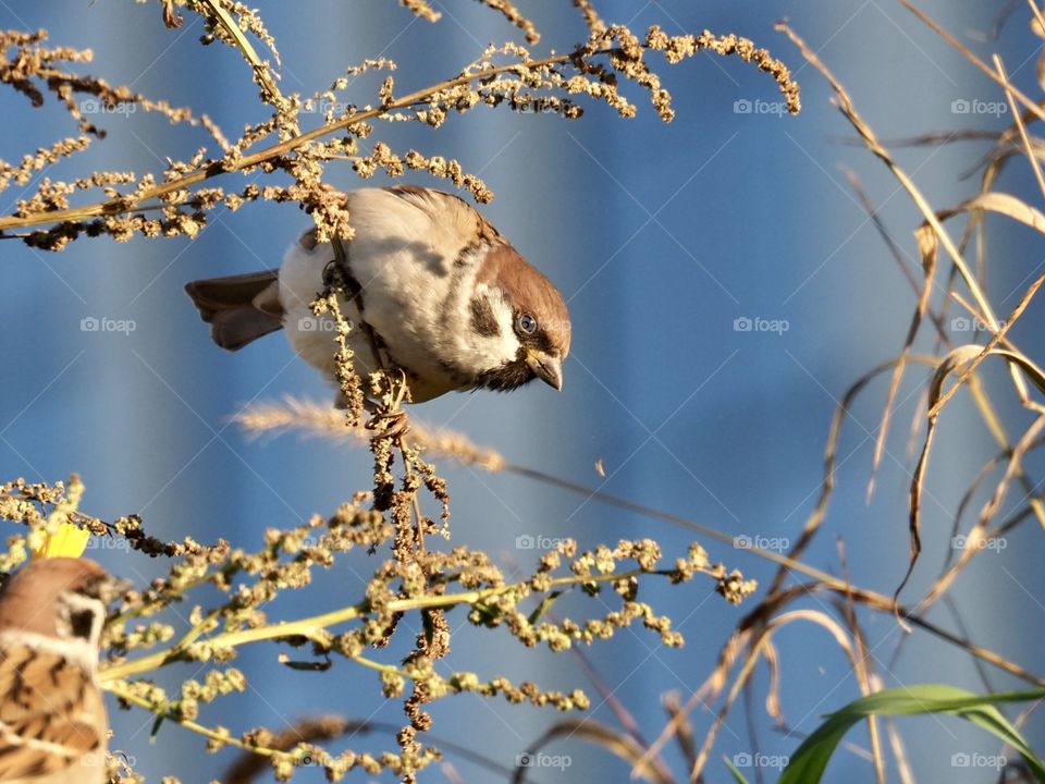 Sparrow in the grass