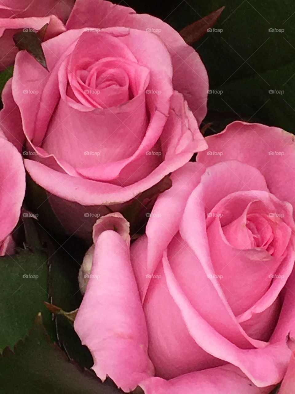 Pink roses