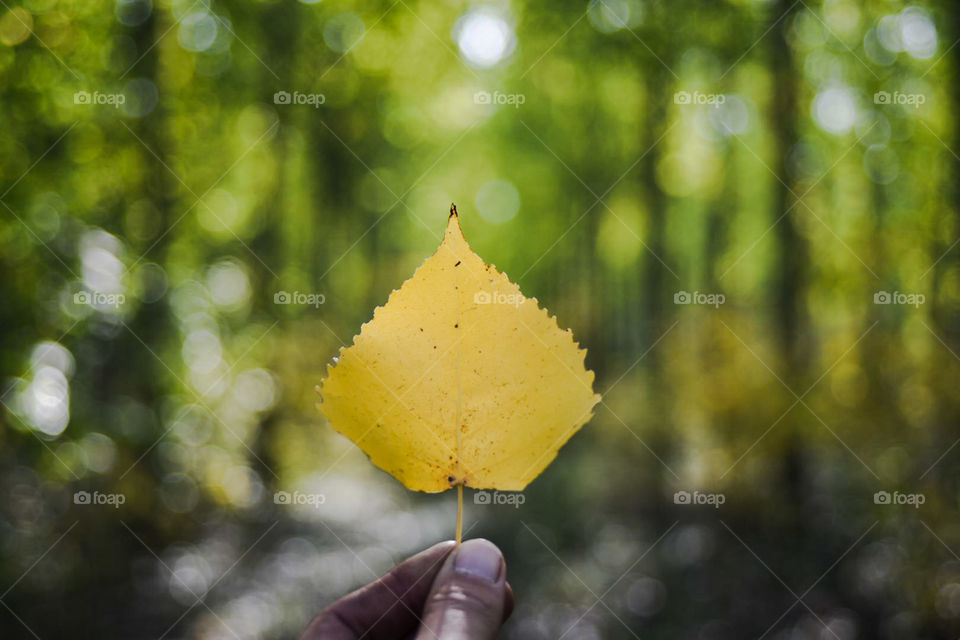 Leaf.