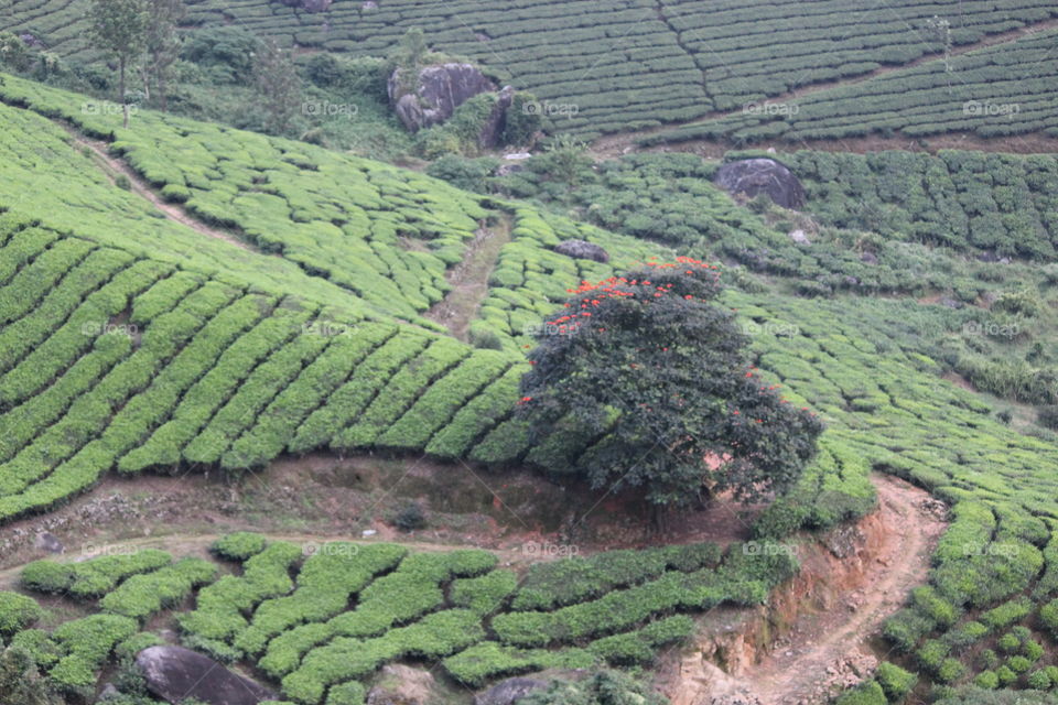 Mountain view and Tea leaves