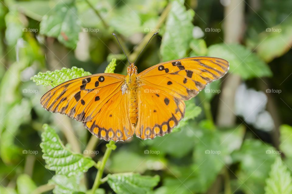 Butterfly On Plant