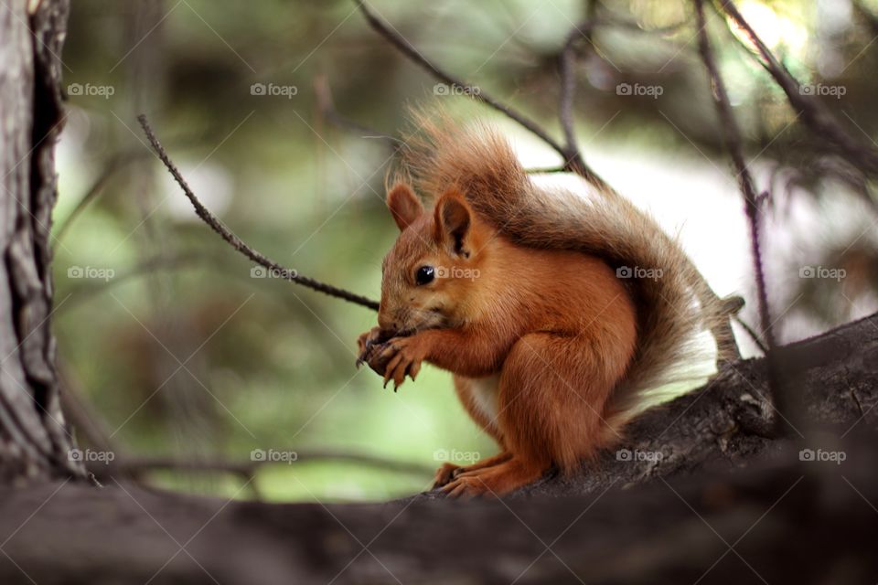 Squirrel nibbles a walnut