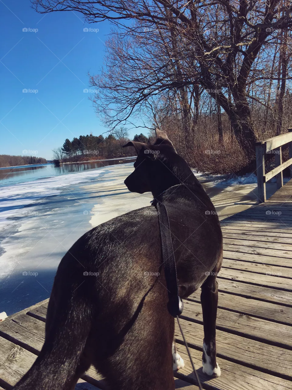 Pup