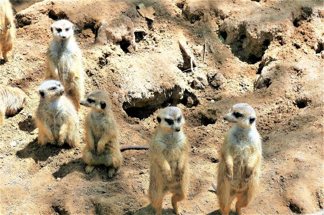 Meerkat’s
