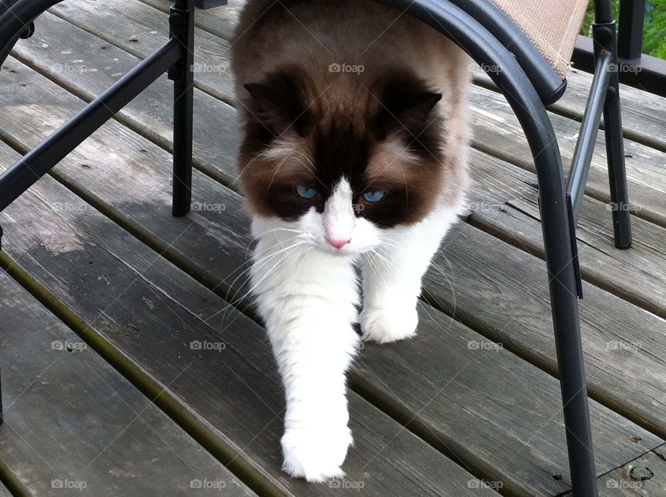 pretty outdoors cat pet by joycoma