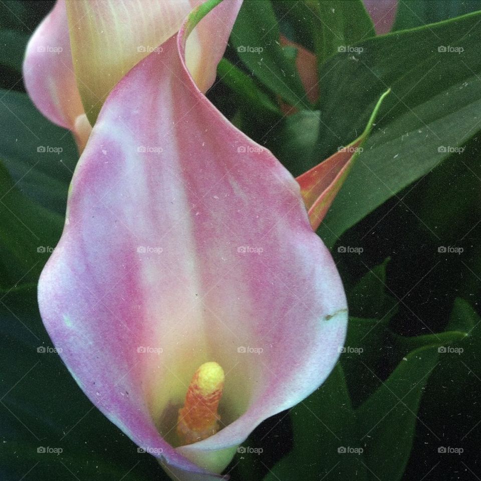 Cala lily