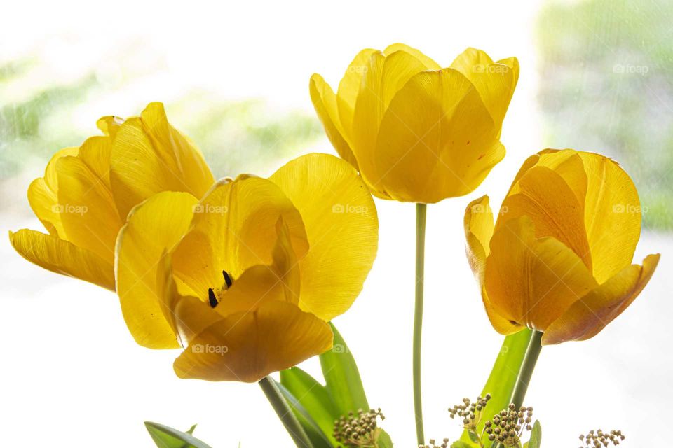 Spring yellow. Four yellow tulips in backlight.