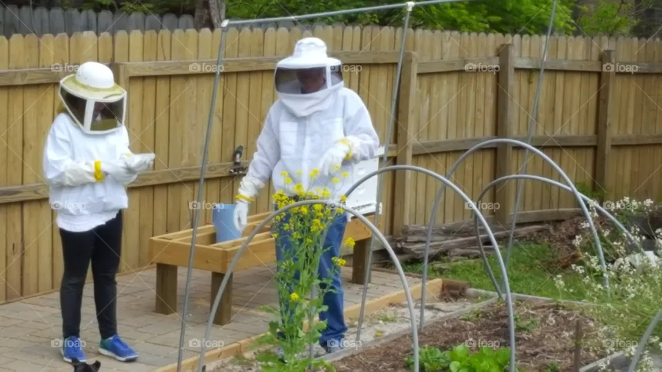 bees