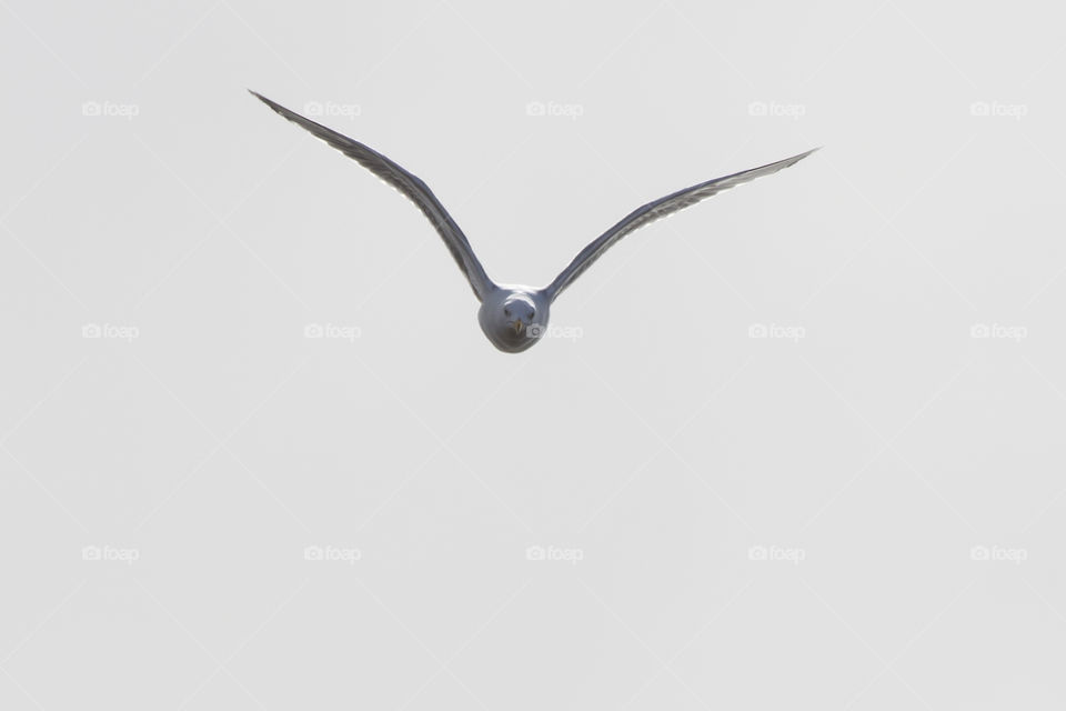 Seagull flying straight towards me - fiskmås flyger rakt mot mig 