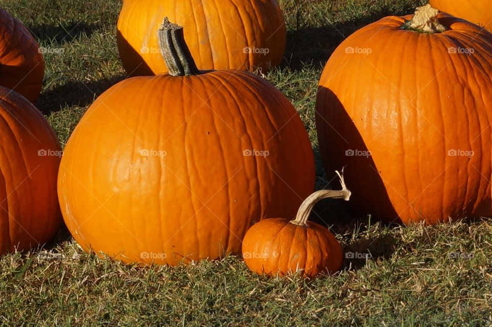 Close-up of pumpkins on field