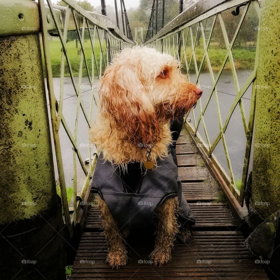This is a photo of my dog Ginny in the spring rain having got very wet. She is wearing her waterproof dog coat not that that's made any difference!