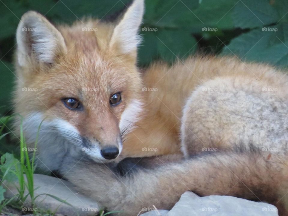 Roadside Red Fox 