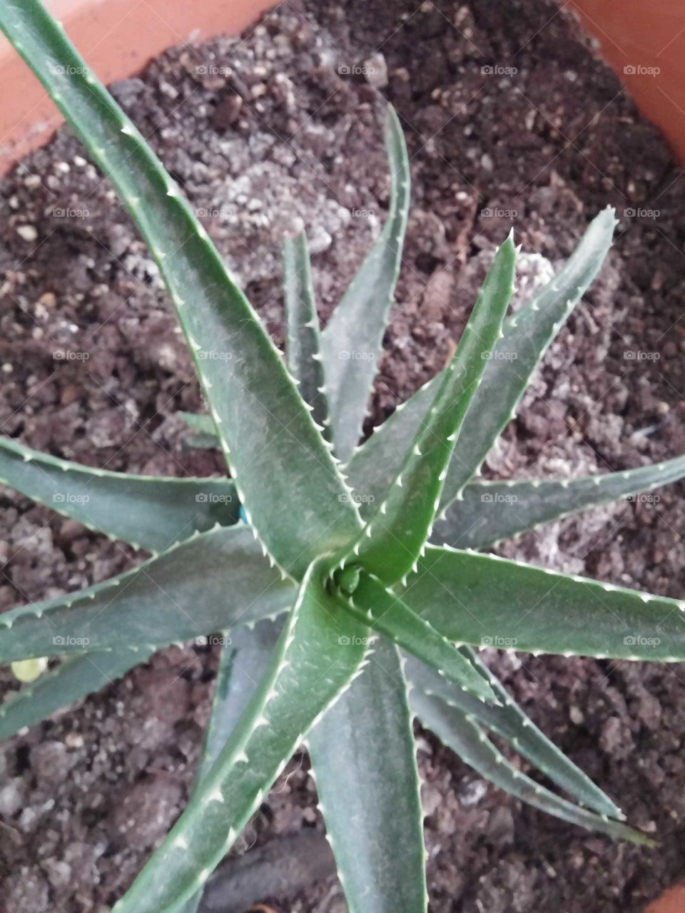 Maturation, Soil, Flora, Agriculture, Leaf