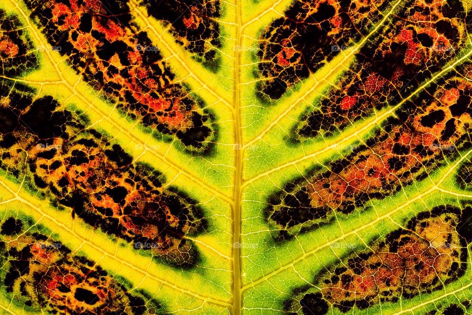 Extreme close-up of leaf