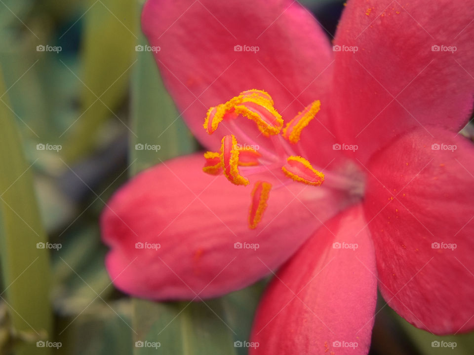 small red flower with yellow pollen