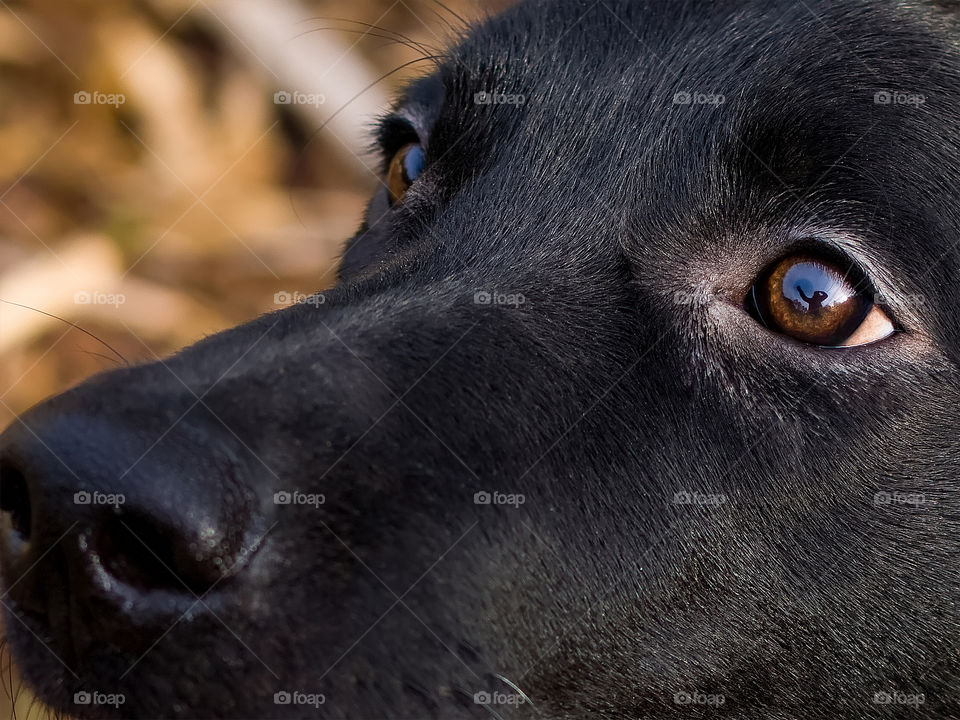 Reflection of a Person Waving in a Eye of a Black Labrador Retriever