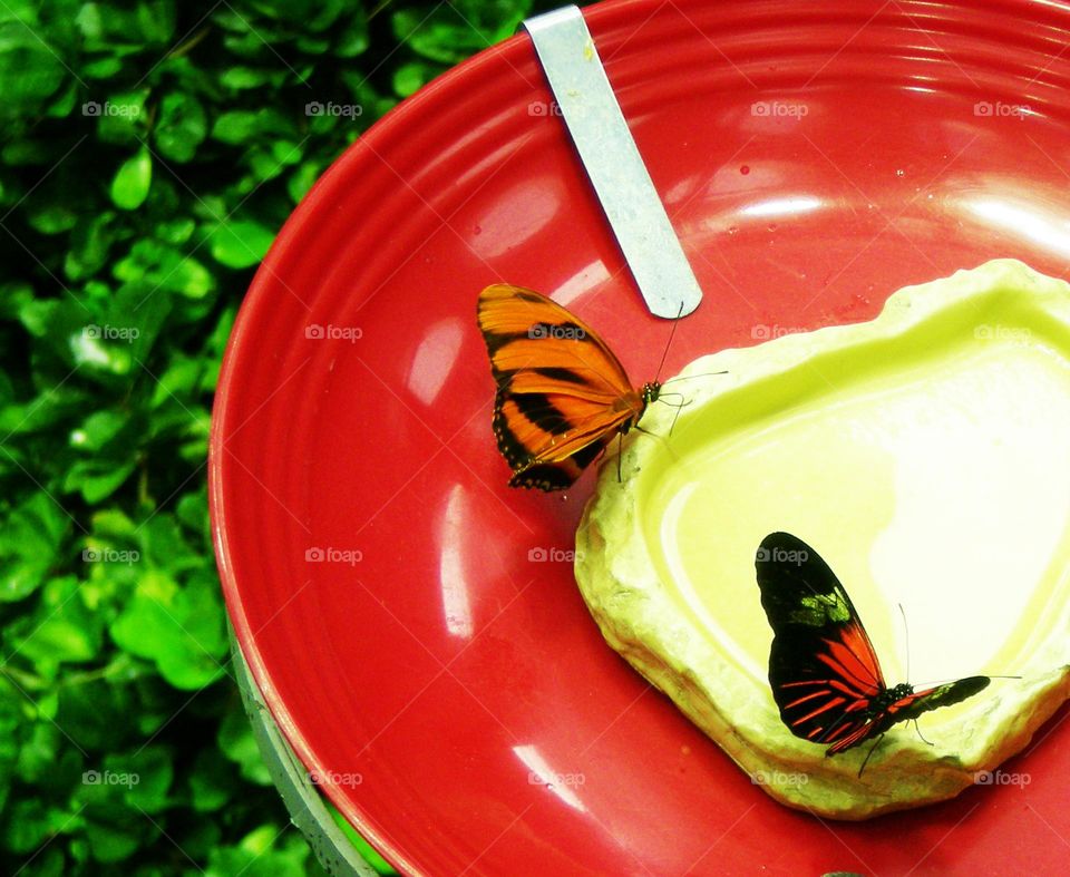 Butterfly feeding dish in California