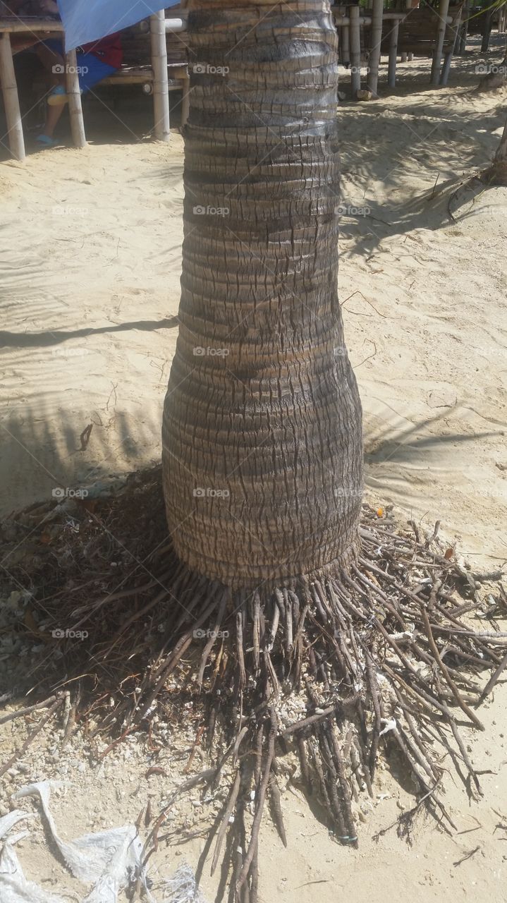 palm tree with the sand washed away from its roots in the Phillipine Islands