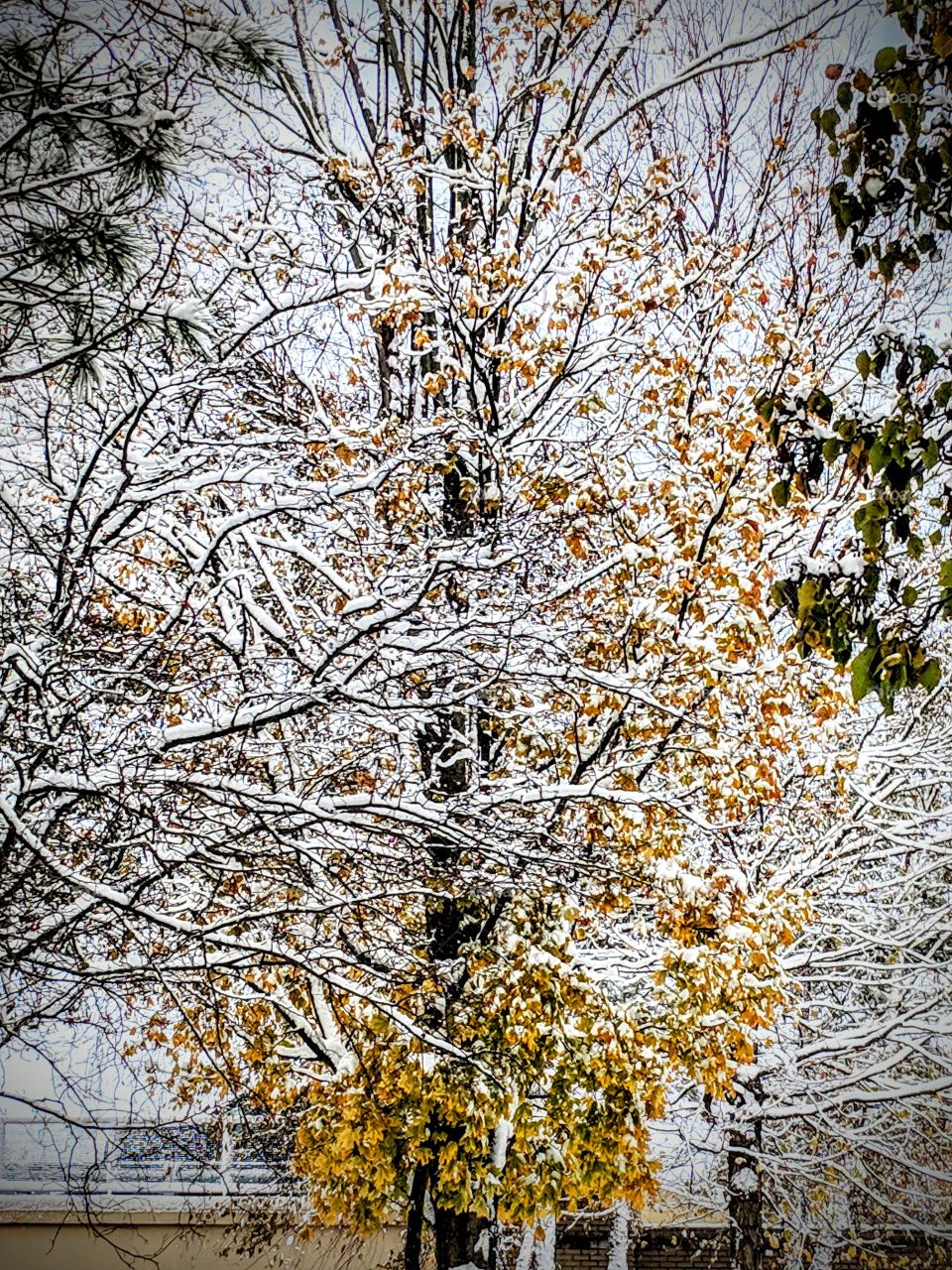 Fall Time Snow