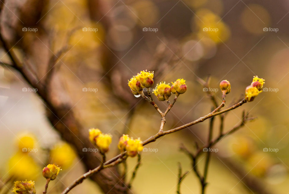 trees budding yellow flowers
