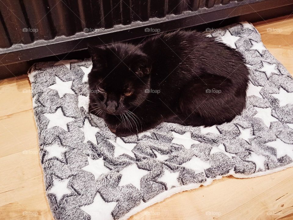 little cat who sat on the mat
