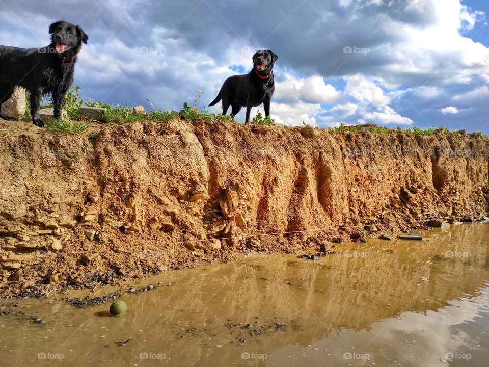 black labrador and flat coated Retriever