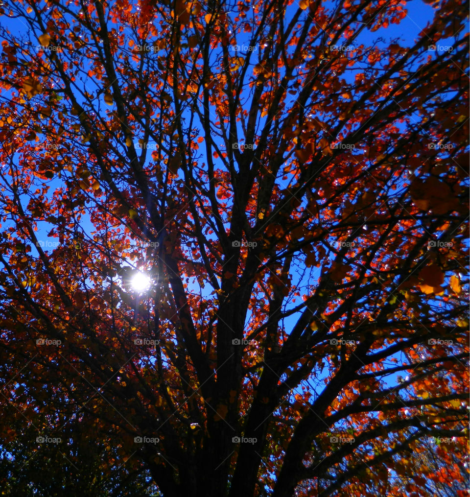 Captivating Illuminating Sunrays! 
It is a dazzle with splendor and a soul-swelling experience to capture brilliant sunrays! Between the gaps in the forests canopy and the tall grasses, lances of molten gold beams splash through the atmosphere and onto the earth!