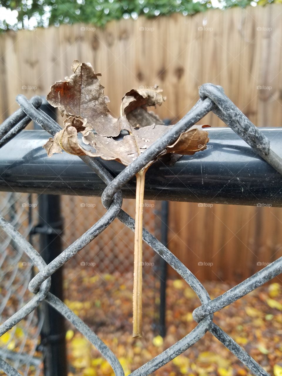 leafy fence