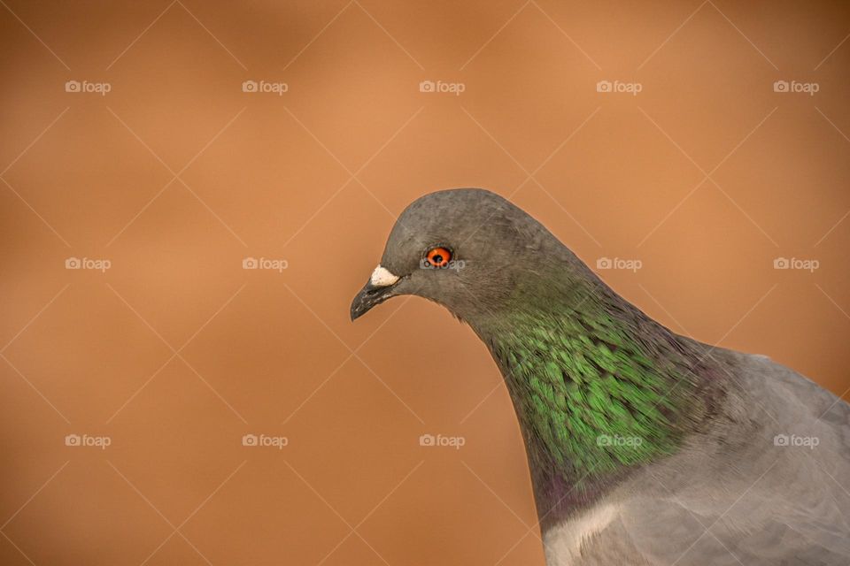 A close-up shot of a pigeon with vibrant green and grey feathers, set against a soft, blurred brown background.