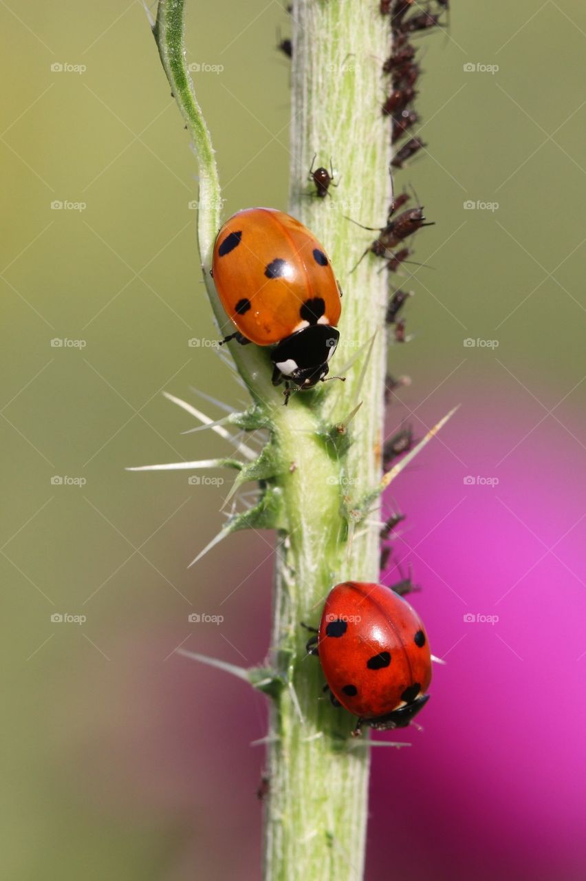 Ladybugs