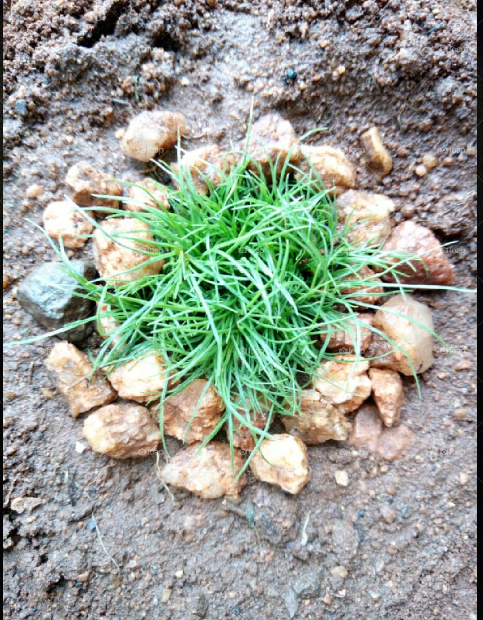 beautiful grass between rocks