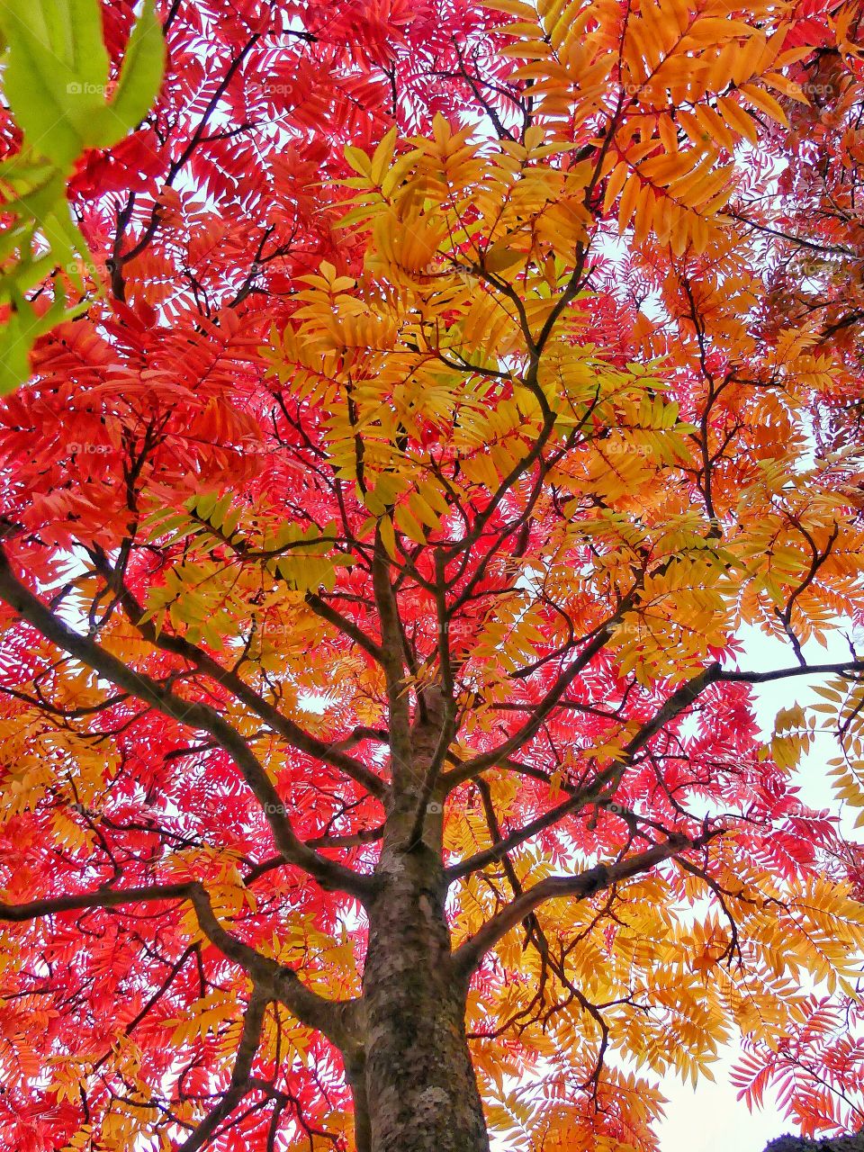 colourfull fall tree