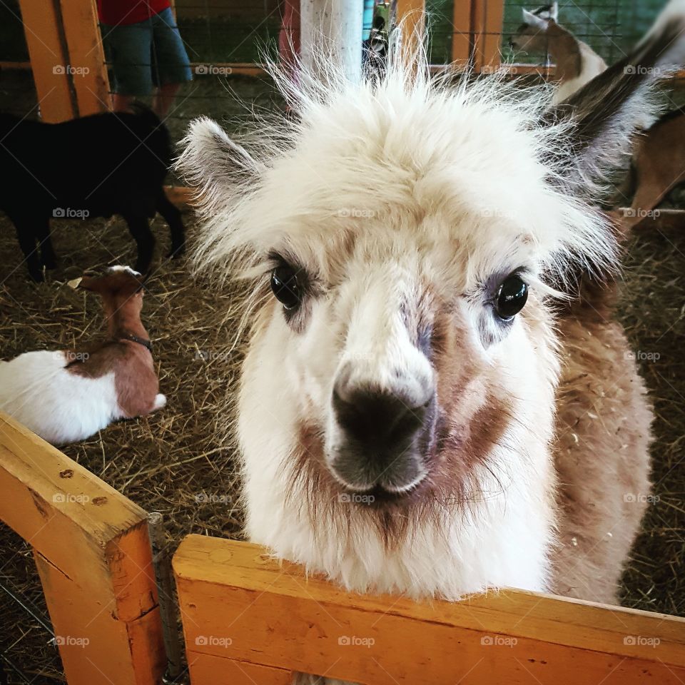 Mammal, Portrait, Farm, Animal, Fur