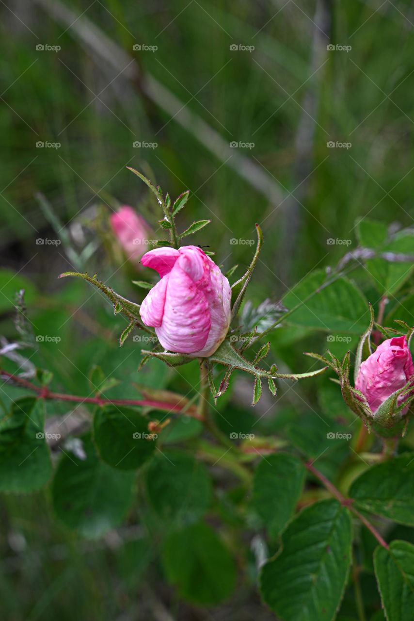 wild rose bud