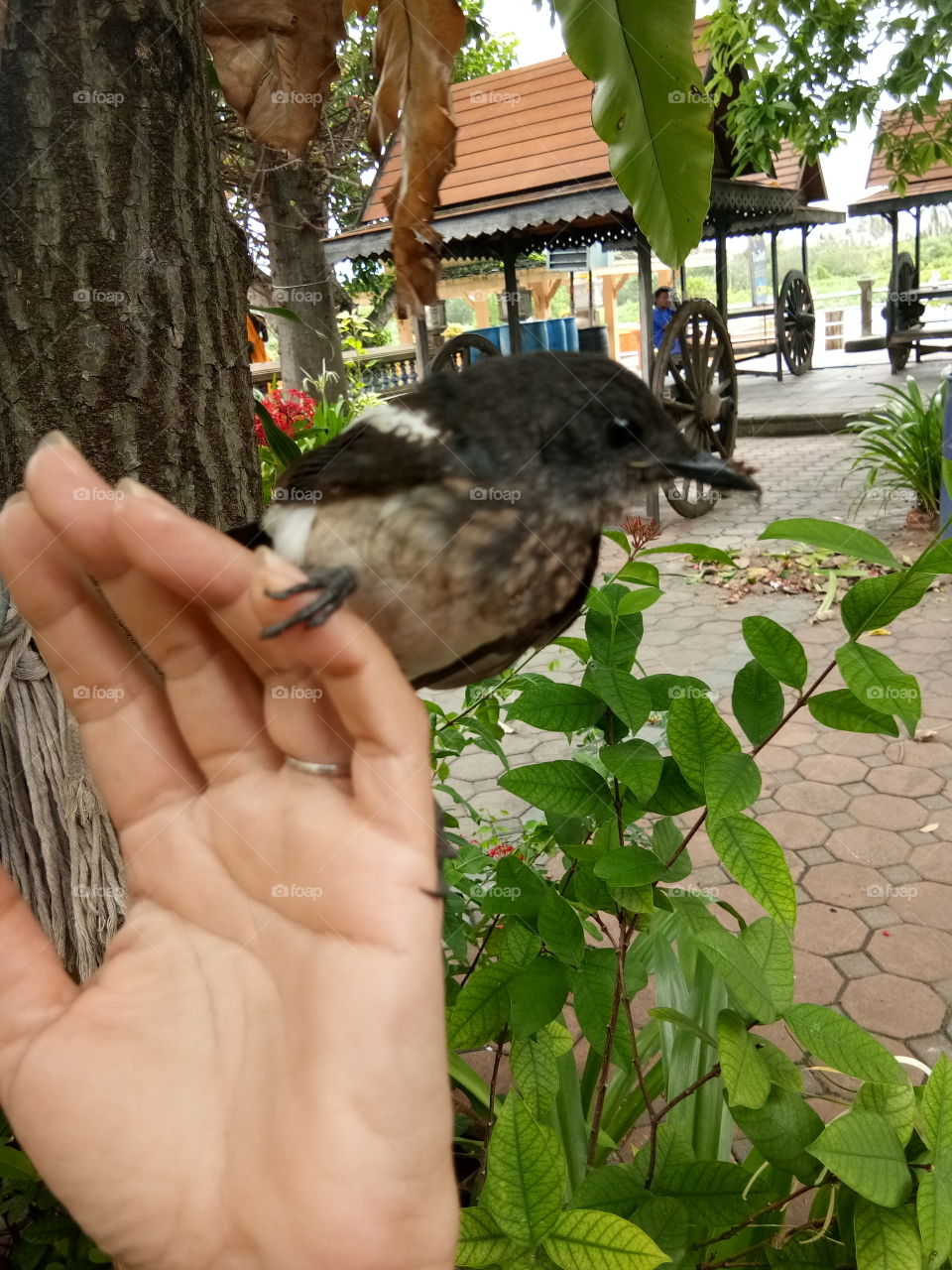 hand
bird
thailand