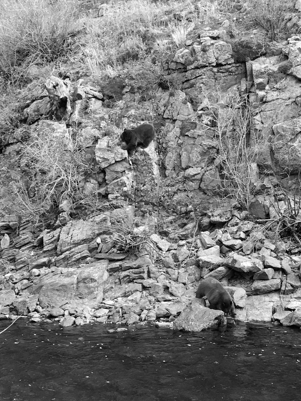 Bears on mountain side