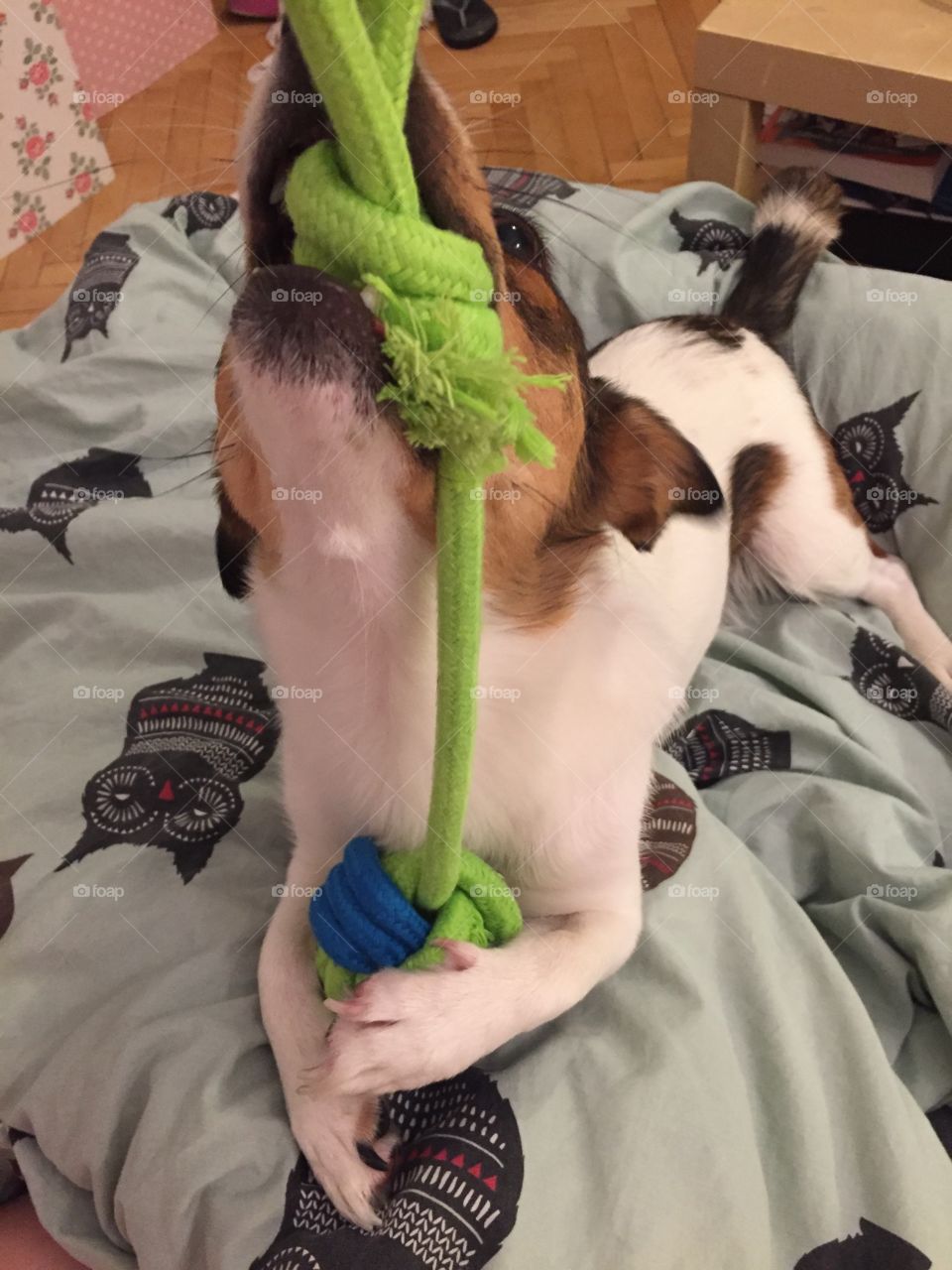 A dog playing with a toy