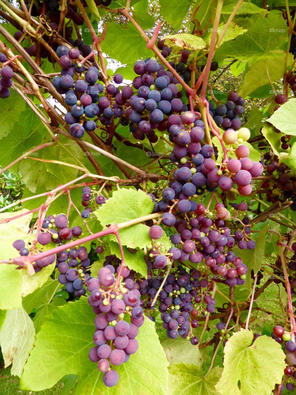 Blue grapes. Blue grapes