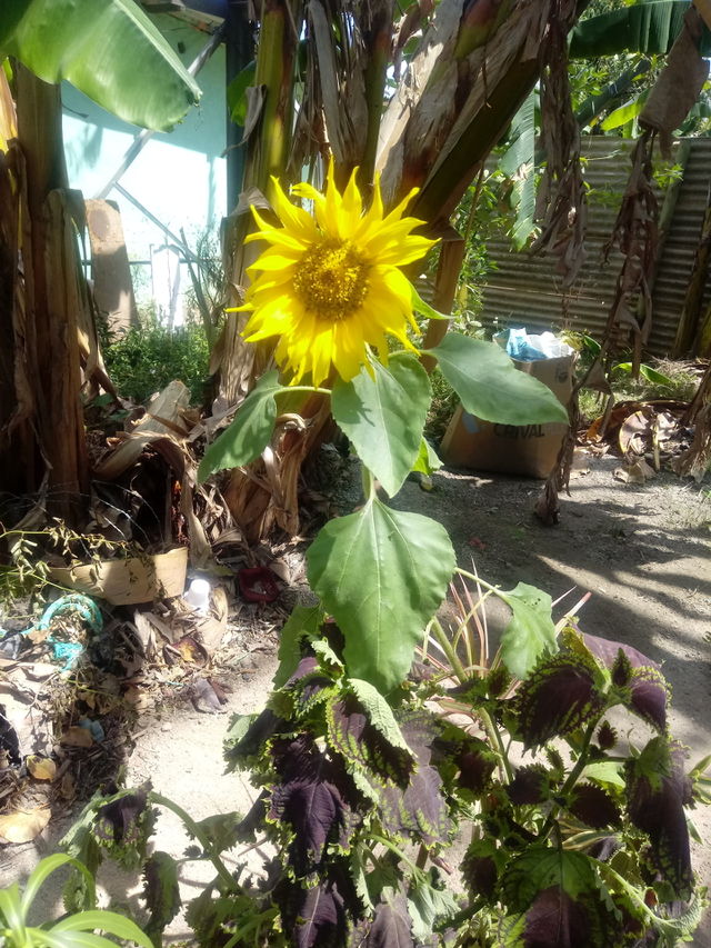 Belo dia de sol