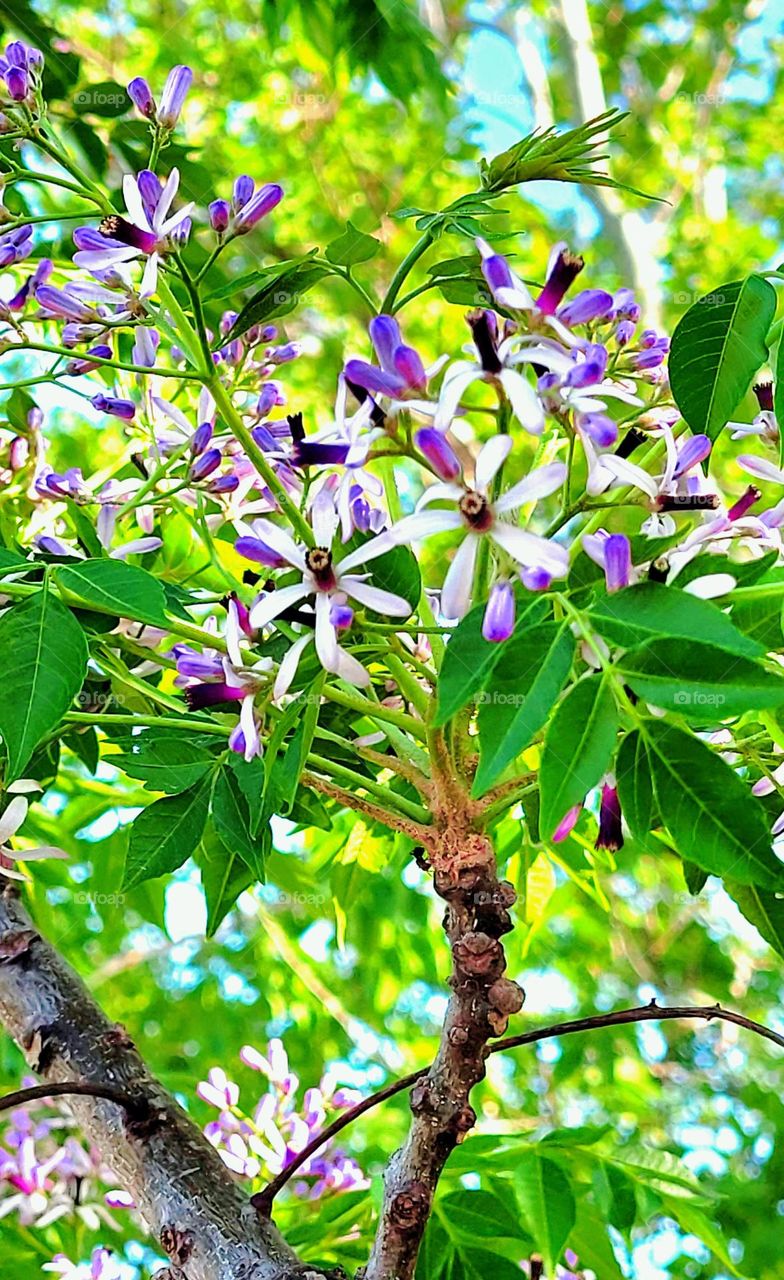 Beautiful purple, star shaped, Lilac colored blooms from the Chinaberry tree. Spring time in South Texas, USA.