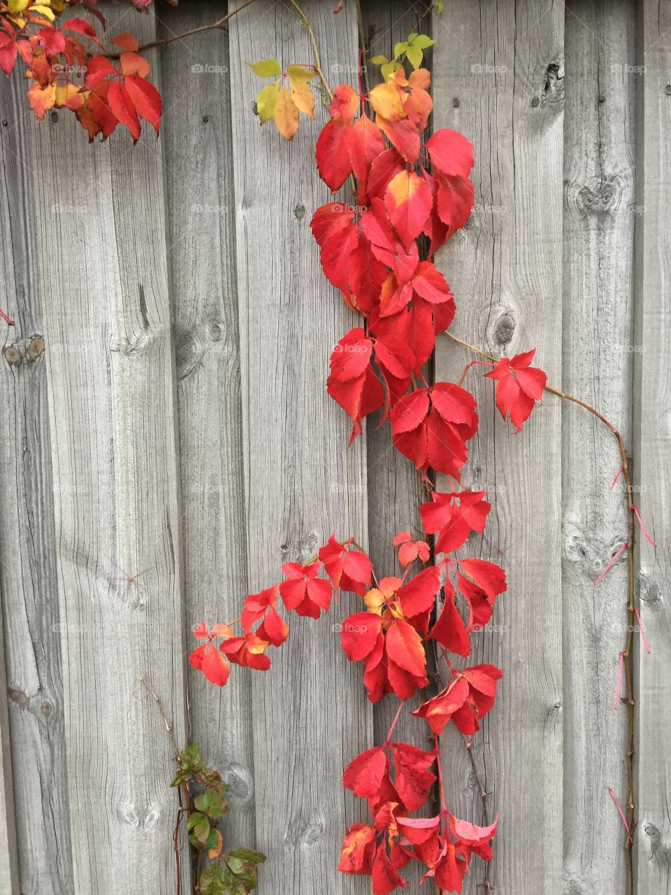 Red leaves. Fall leaves falling down a fence