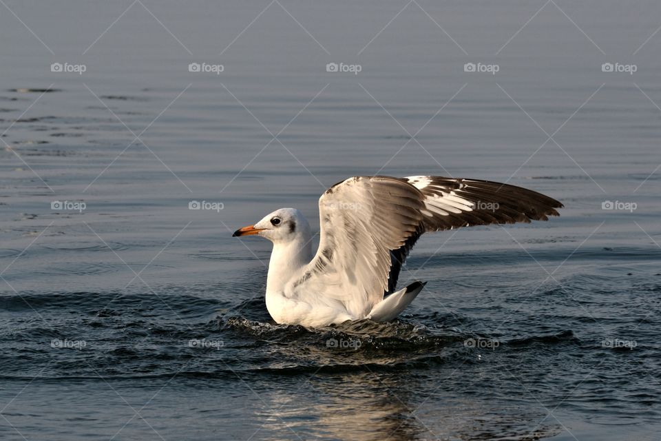 seagull