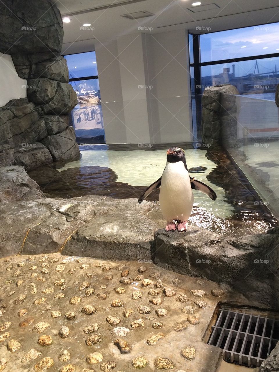 Penguin