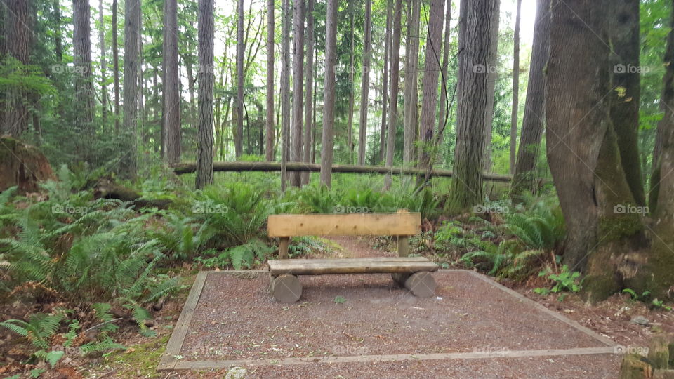 bench