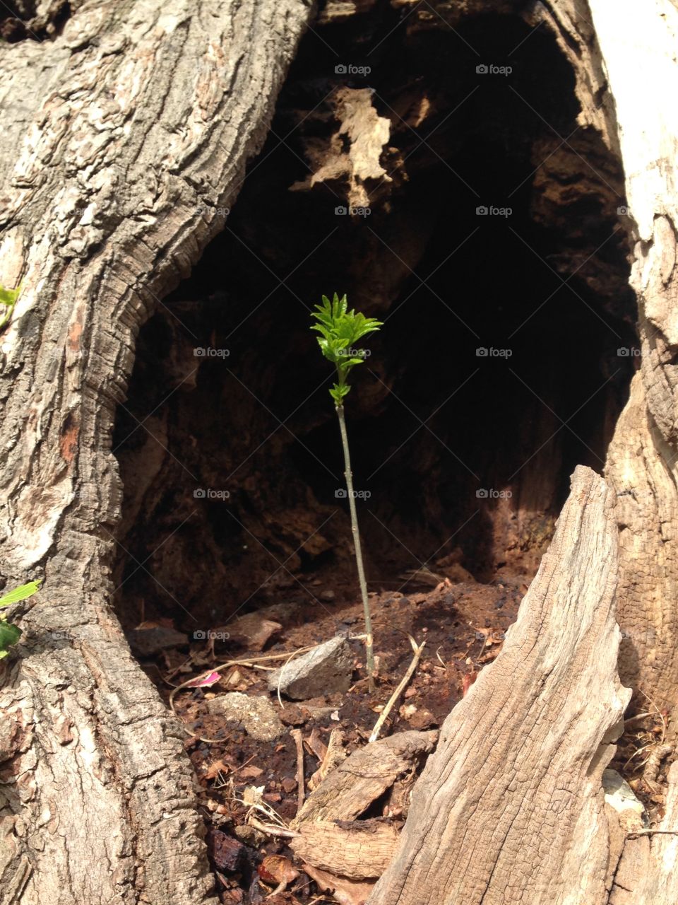 Wood, Tree, No Person, Nature, Bark