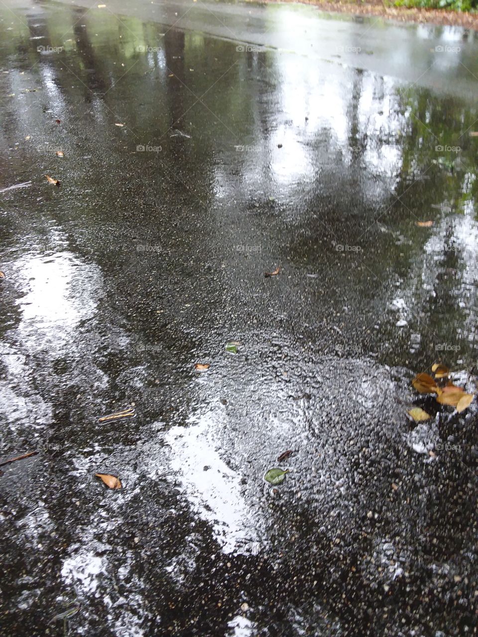 reflection of trees in.rain soaked road
