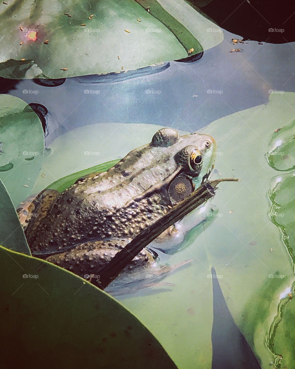 Frog on Lilly pad in pond 