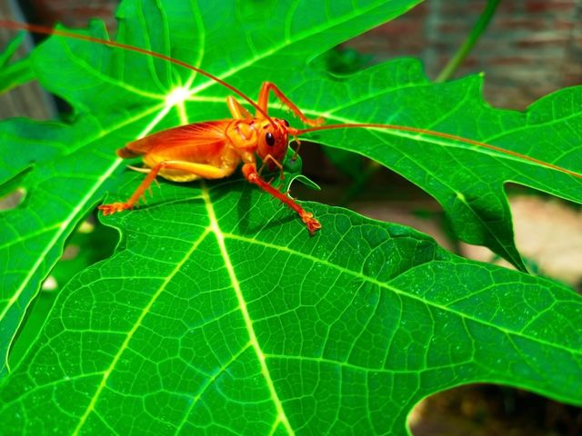 Locust